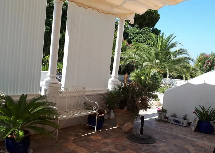 Palm Tree